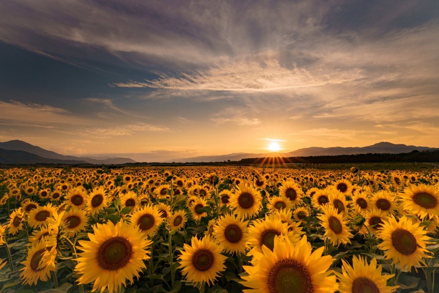 🌻 젠뉴지섬의 해바라기밭·코스모스밭 이미지 6